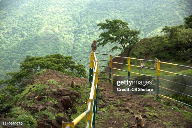 monkey on railing at viewpoint of hill station. - kerala forest stock pictures, royalty-free photos & images