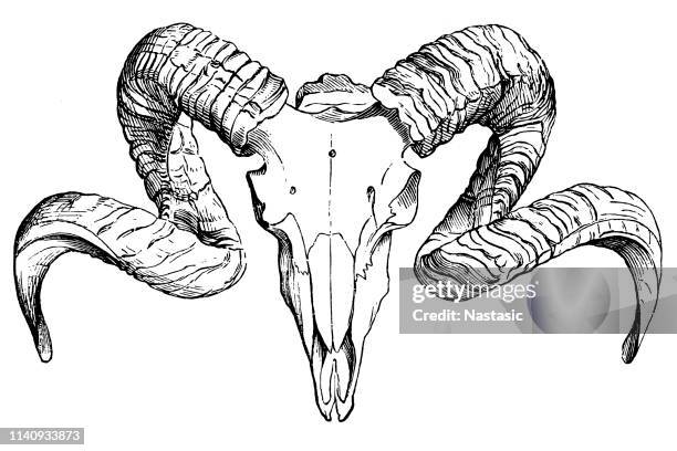 bildbanksillustrationer, clip art samt tecknat material och ikoner med ram skalle - horned