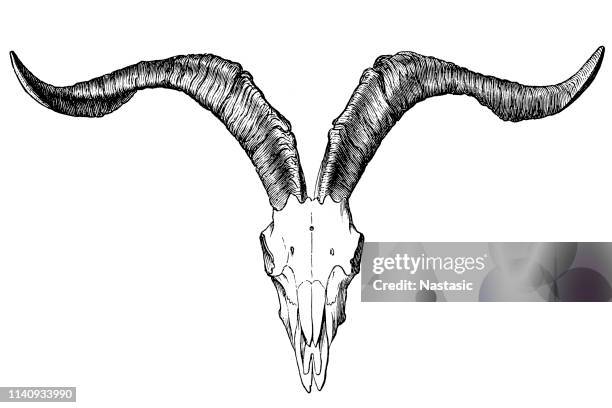 goat skull - black goat stock illustrations