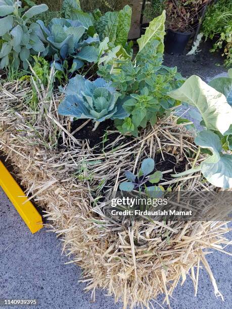 raised garden bed made from hay bales - bale stock pictures, royalty-free photos & images