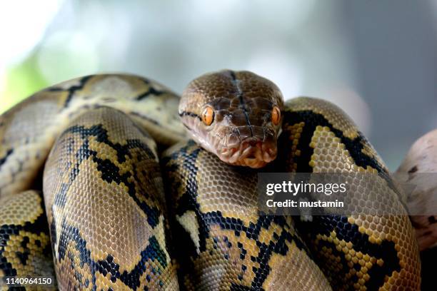 Large Indonesian Python 223 Python Indonesia Stock Photos, High-Res Pictures, and Images ...