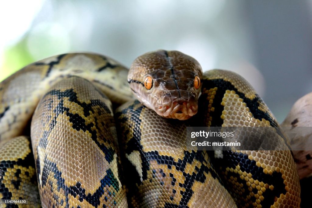 Python Brunei Closeup Of A Python Indonesia High-Res Stock Photo - Getty Images