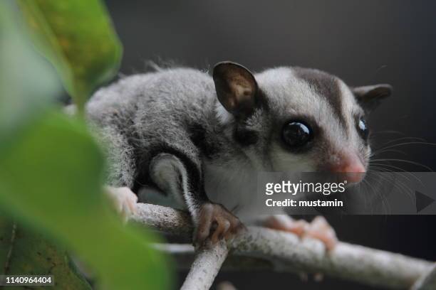 close-up of a sugar glider joey, indonesia - sugar glider stock pictures, royalty-free photos & images