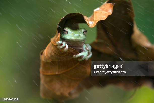 frog sheltering under a leaf in the rain, indonesia - animal protection stock pictures, royalty-free photos & images