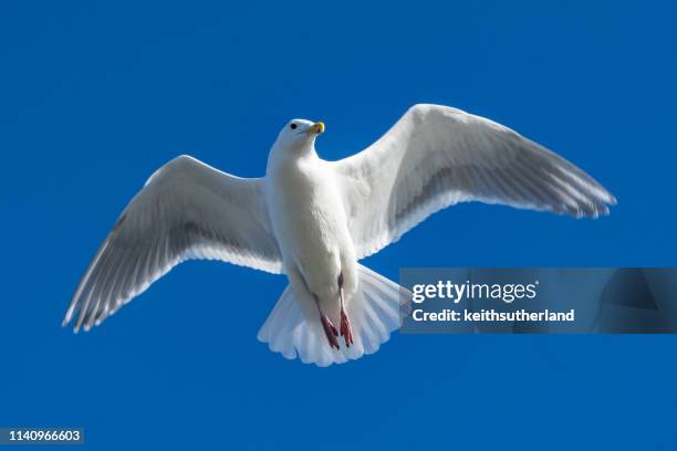 portrait of a california gull, british columbia, canada - gaviota de california fotografías e imágenes de stock