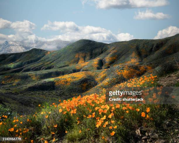 california poppies blooming in foothills of riverside county, california, united states - リバーサイド郡 ストックフォトと画像