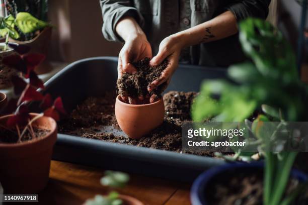 close-up shot van de handen werken met de bodem - bloem plant stockfoto's en -beelden