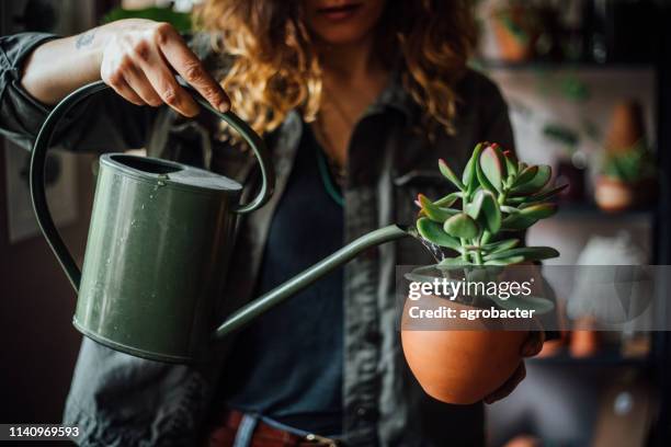 woman watering flowers - cactus water stock pictures, royalty-free photos & images