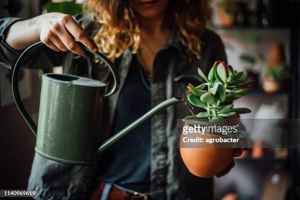 vrouw drenken bloemen - bloem plant stockfoto's en -beelden