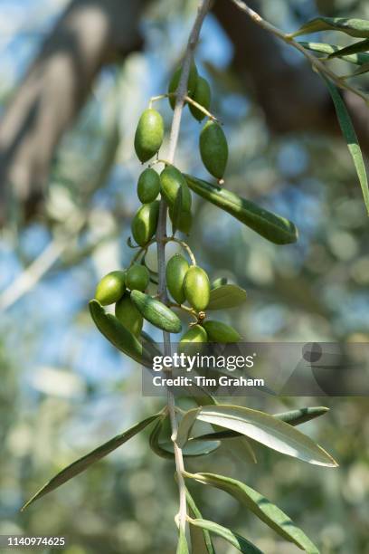 Coratina olives growing for extra virgin olive oil production at Azienda Agricola Mandranova at Palma di Montechiaro in Sicily, Italy.