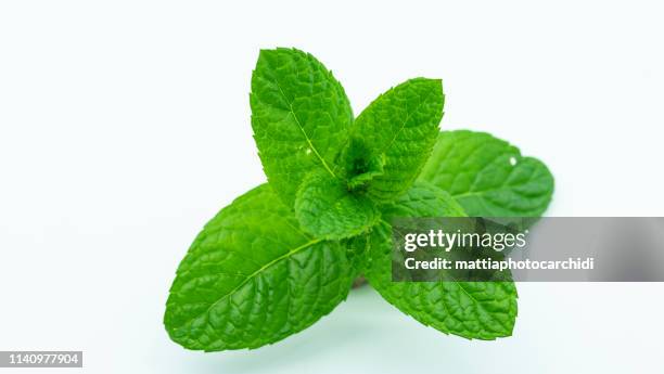 minth leaf in white background - menthe fraîche culinaire photos et images de collection