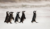 Magellanic penguins heading out to sea for fishing