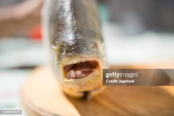 the pacu fish (piaractus brachypomus) - pacu fish stock pictures, royalty-free photos & images