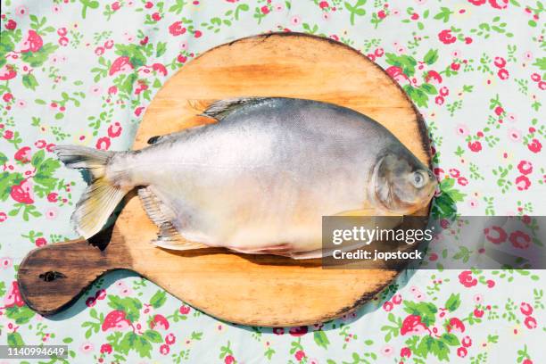 the pacu fish (piaractus brachypomus) - pacu fish stock pictures, royalty-free photos & images