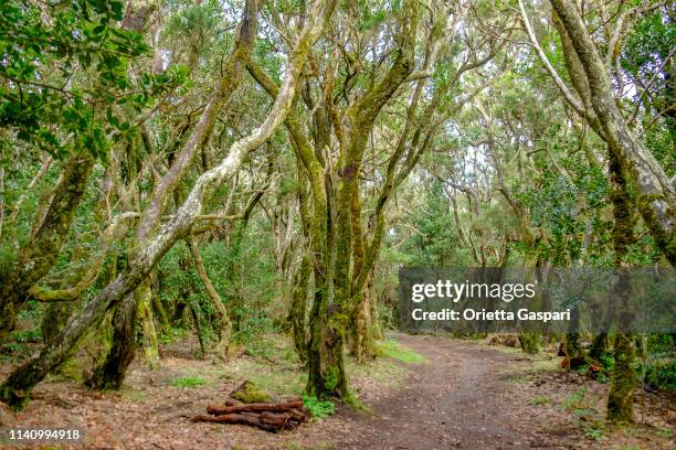 la gomera, kanarie öarna (e)-laurel skog i garajonay nationalpark (unescos världsarv) - gomera bildbanksfoton och bilder