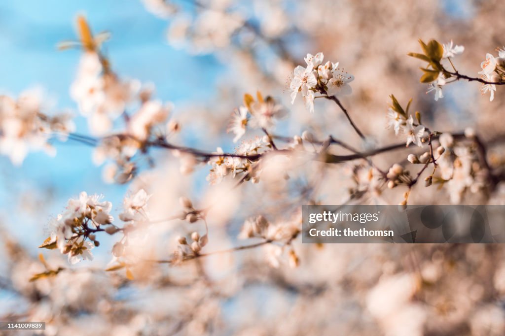 Blossoming tree against blue sky, Germany