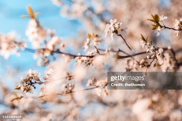 blossoming tree against blue sky, germany - knospend stock-fotos und bilder