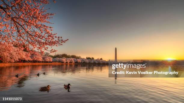 cherry blossom sunrise with ducks - martin luther king jr memorial washington dc stock pictures, royalty-free photos & images