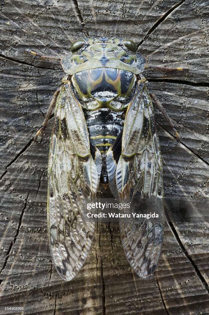 Cicada on trunk