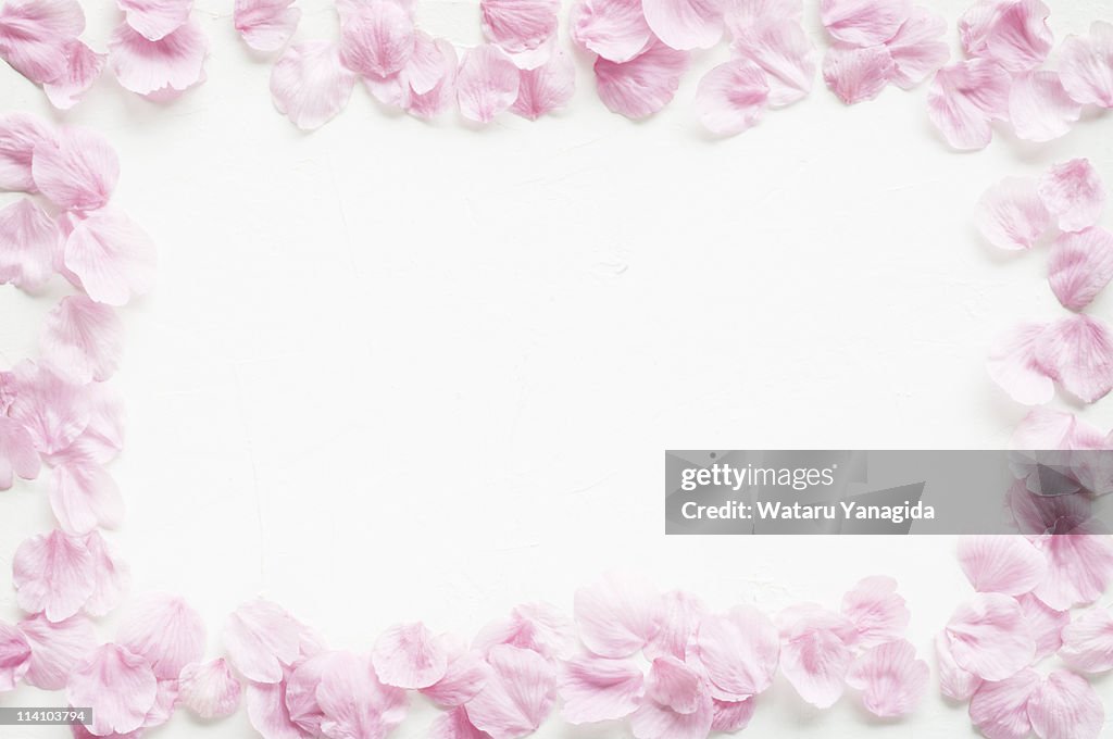 Frame of cherry blossom petals