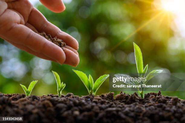 tree sapling hand planting sprout in soil with sunset close up male hand planting young tree over green background - giving tree stock pictures, royalty-free photos & images