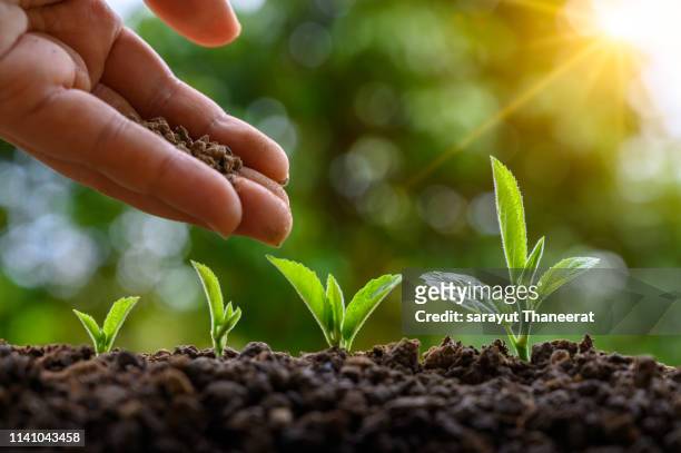tree sapling hand planting sprout in soil with sunset close up male hand planting young tree over green background - adubo equipamento agrícola imagens e fotografias de stock