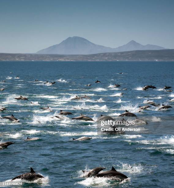 pod of dolphins - mar de cortês imagens e fotografias de stock