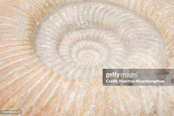 the ammonite fossil - cephalopod stock pictures, royalty-free photos & images