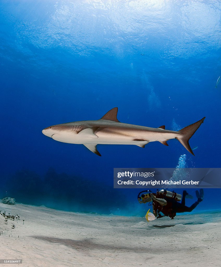 Shooting reef shark