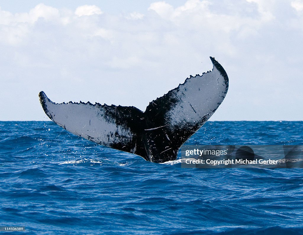 Tailfluke