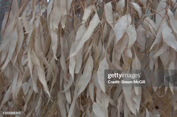 dry, sun-bleached leaves on a dead eucalptus tree - feuille d'eucalyptus photos et images de collection