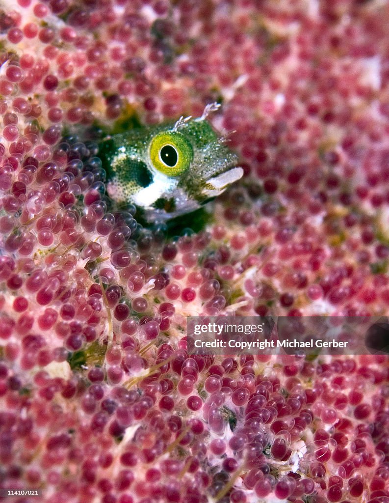 Blenny fish eggs