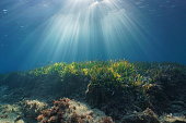 Natural sunbeams underwater in Mediterranean sea