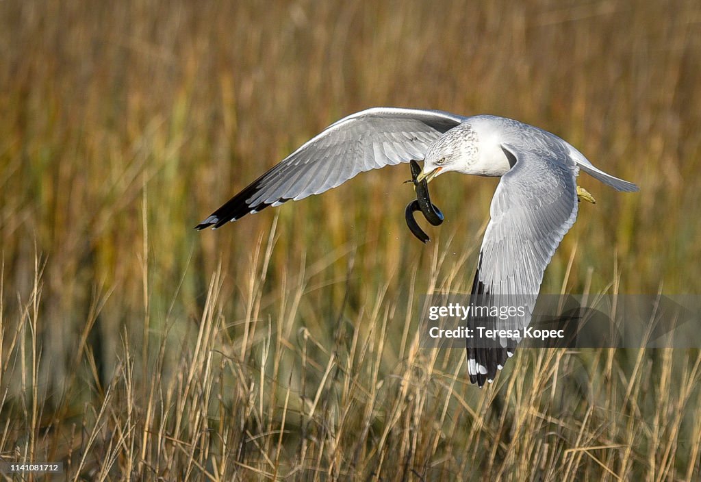 Gull Catching an Amphiuma (Aquatic Salamander)