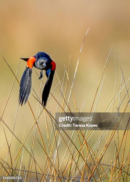 red wing blackbird in flight - beach rescue aerial stockfoto's en -beelden