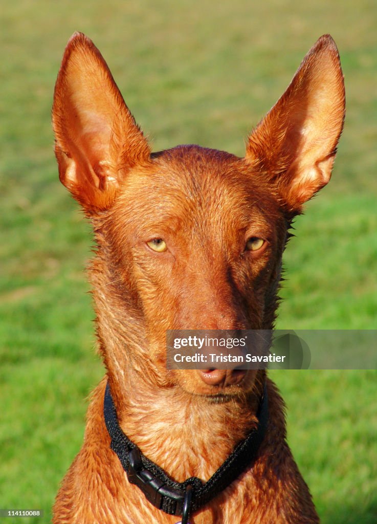 Pharaoh Hound