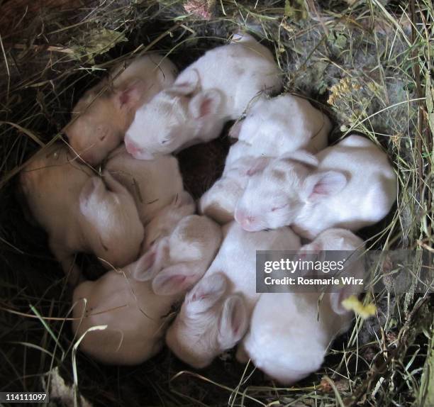 white rabbits - recién nacido animal joven fotografías e imágenes de stock