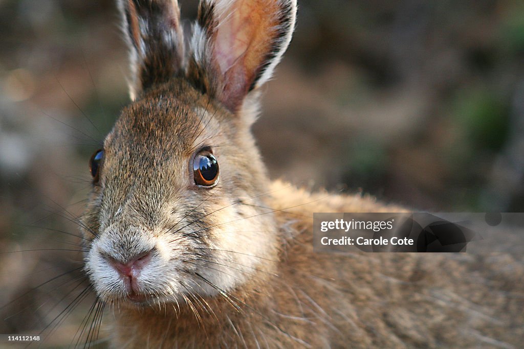 Jack Rabbit Eye Jackrabbit Up Close High-Res Stock Photo - Getty Images