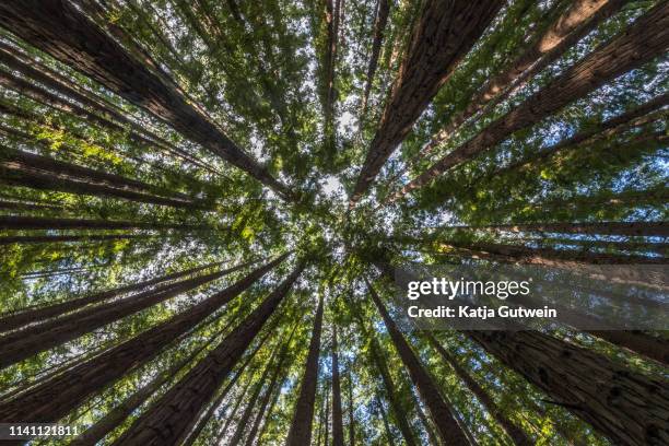 redwood trees pointing up to the sky - redwoods stock pictures, royalty-free photos & images