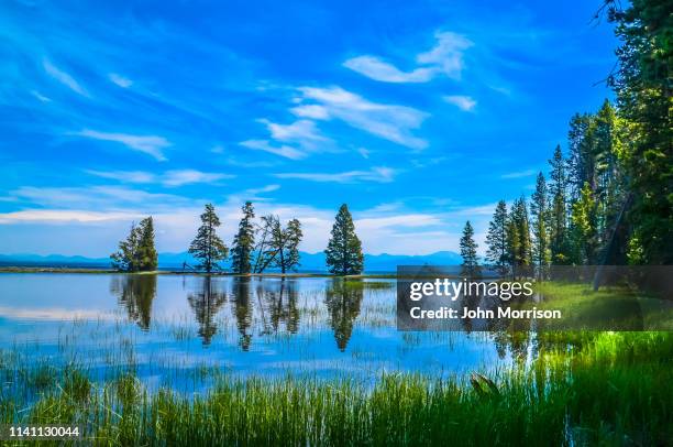 reflexión en la gull de yellowstone en el lago yellowstone - lago-yellowstone fotografías e imágenes de stock