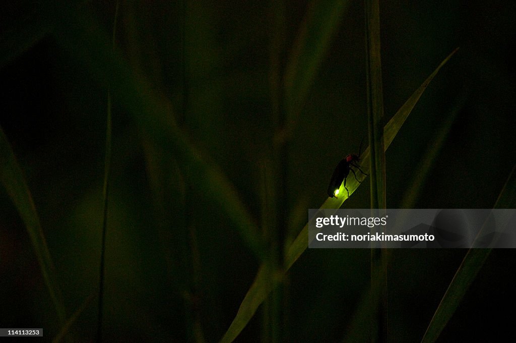 Hotaru no hikari, glowing light of firefly