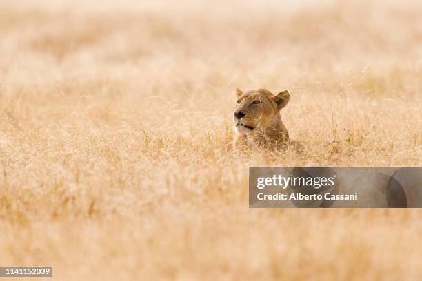 the queen - lion hunting stock pictures, royalty-free photos & images