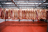 Close up of a half pork chunks hung and arranged in a row in a large fridge in the fridge meat industry.