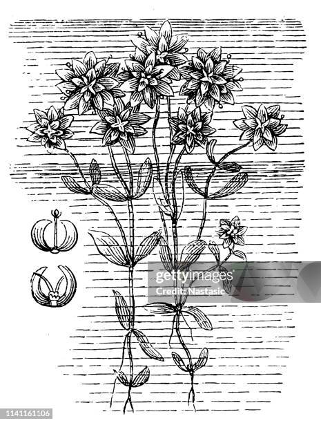 aquarium plant - callitriche palustris - callitriche stock illustrations