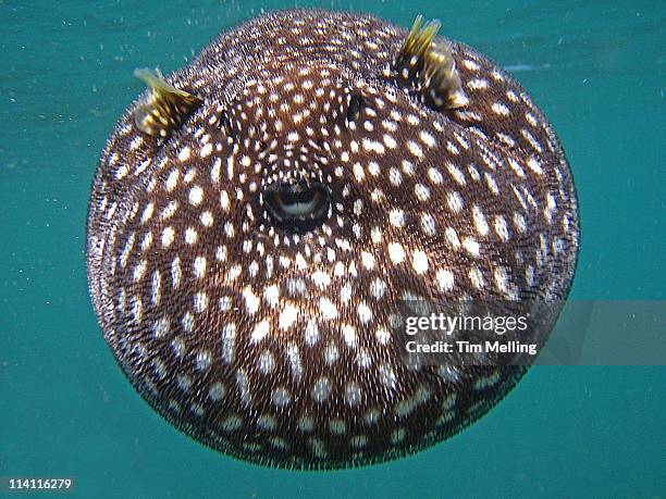 guineaufowl pufferfish - puffer fish stock pictures, royalty-free photos & images