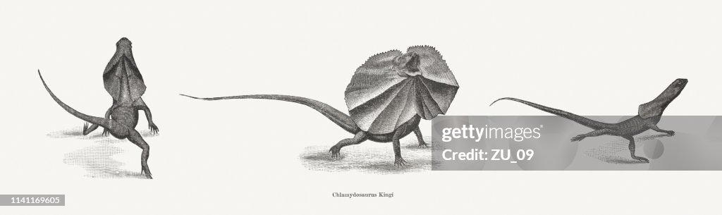 Frilled-necked lizard (Chlamydosaurus kingii), wood engravings, published in 1898