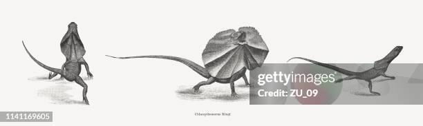 frilled-necked lizard (chlamydosaurus kingii), wood engravings, published in 1898 - frilled lizard running stock illustrations