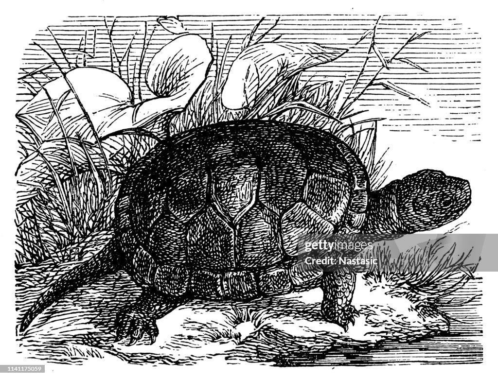 Little aquarium turtle