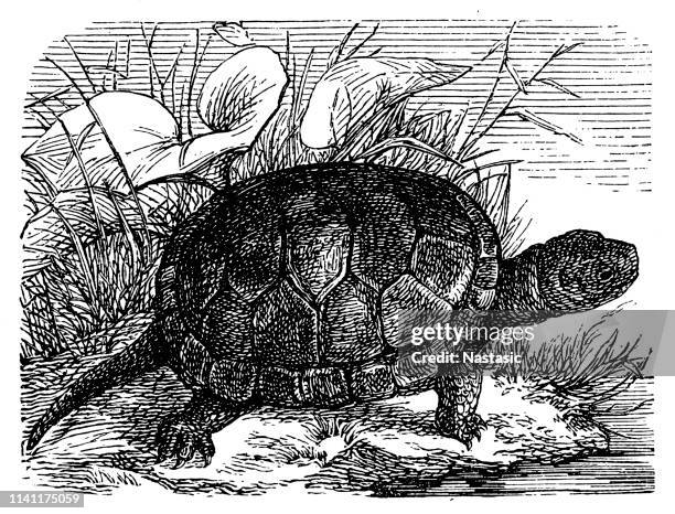 little aquarium turtle - turtle shell close up stock illustrations