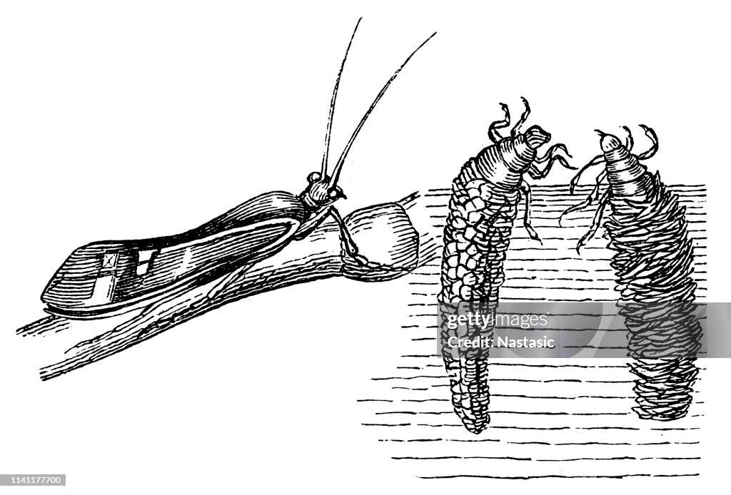 Caddisfly (Phryganea striata)